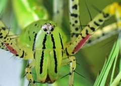Peucetia