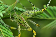Peucetia