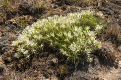 Eremogone franklinii