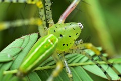 Peucetia