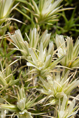Eremogone franklinii