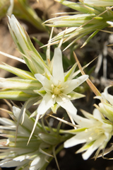 Eremogone franklinii
