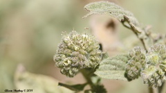 Hydrophyllum occidentale