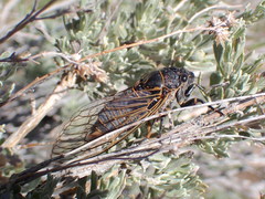 Okanagana schaefferi