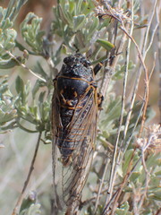 Okanagana schaefferi