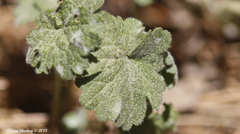 Hydrophyllum occidentale