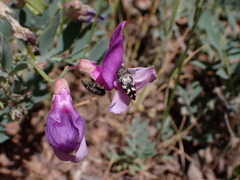 Acmaeodera diffusa