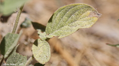 Hydrophyllum occidentale