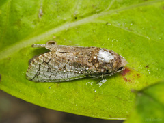 Cossus telisai