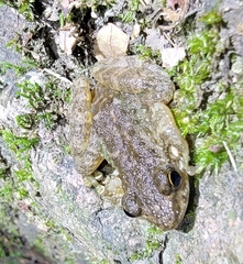 Amolops wuyiensis