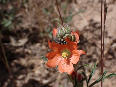 Acmaeodera diffusa