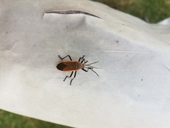 Largus maculiventris