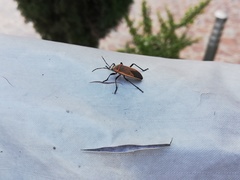 Largus maculiventris