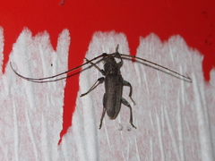 Stromatium longicorne