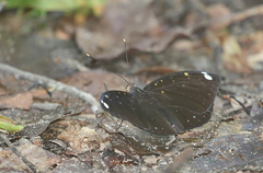 Lexias albopunctata