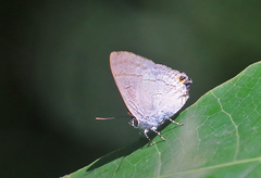 Hypolycaena erylus