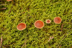 Lentinellus tasmanicus