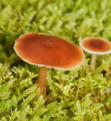 Lentinellus tasmanicus