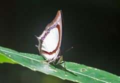 Polyura jalysus