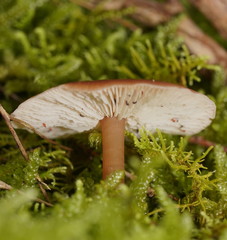 Lentinellus tasmanicus