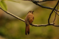 Trochalopteron imbricatum