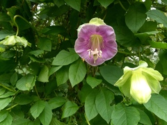 Cobaea scandens