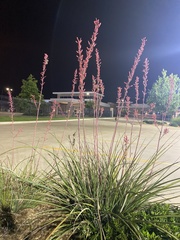Hesperaloe