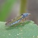 Homalodisca elongata - Photo (c) C. Mallory, some rights reserved (CC BY-NC), uploaded by C. Mallory