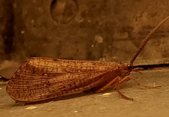 Ptilostomis ocellifera