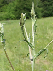Tragopogon undulatus