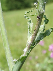 Tragopogon undulatus