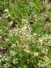 Trinia glauca