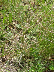 Trinia glauca