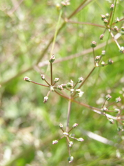 Trinia glauca