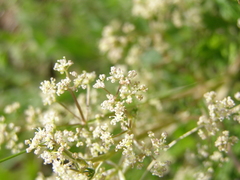 Trinia glauca