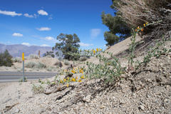 Acmispon procumbens jepsonii