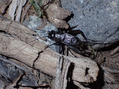 Gryllus saxatilis