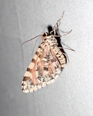 Stamnodes tessellata