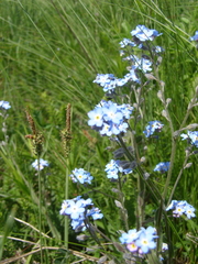 Myosotis lithospermifolia