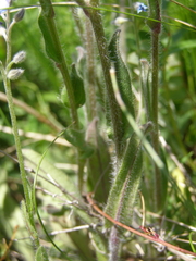 Myosotis lithospermifolia