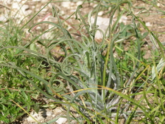 Tragopogon undulatus