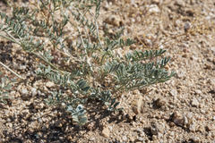 Astragalus sepultipes