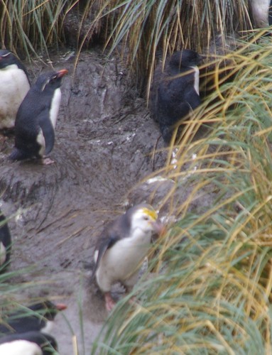 royal penguin (Eudyptes schlegeli)