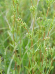Hypericum linarioides