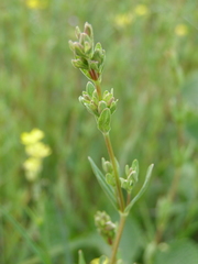 Hypericum linarioides