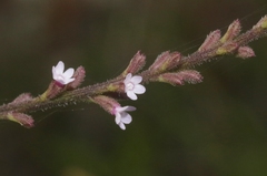 Verbena scabra