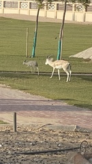Gazella marica