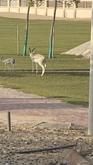 Gazella marica