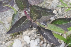 Verbena scabra