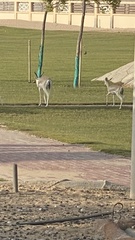 Gazella marica